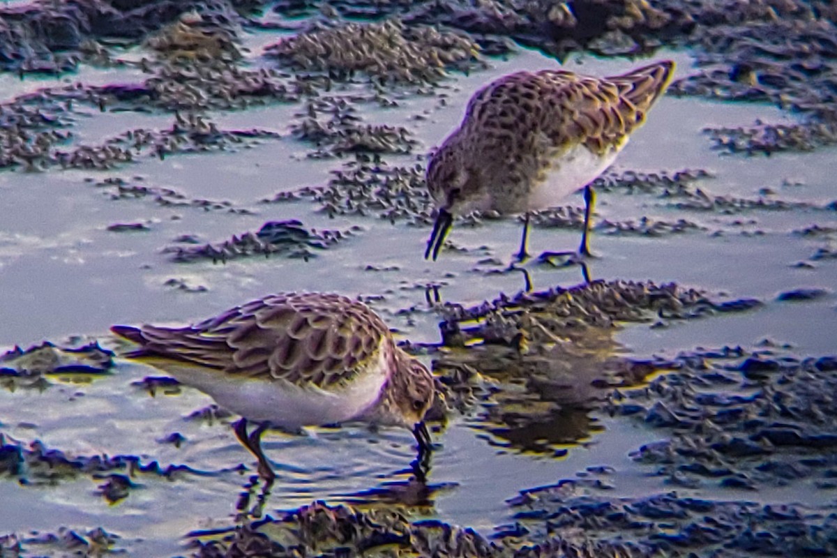 Little Stint - ML647205387