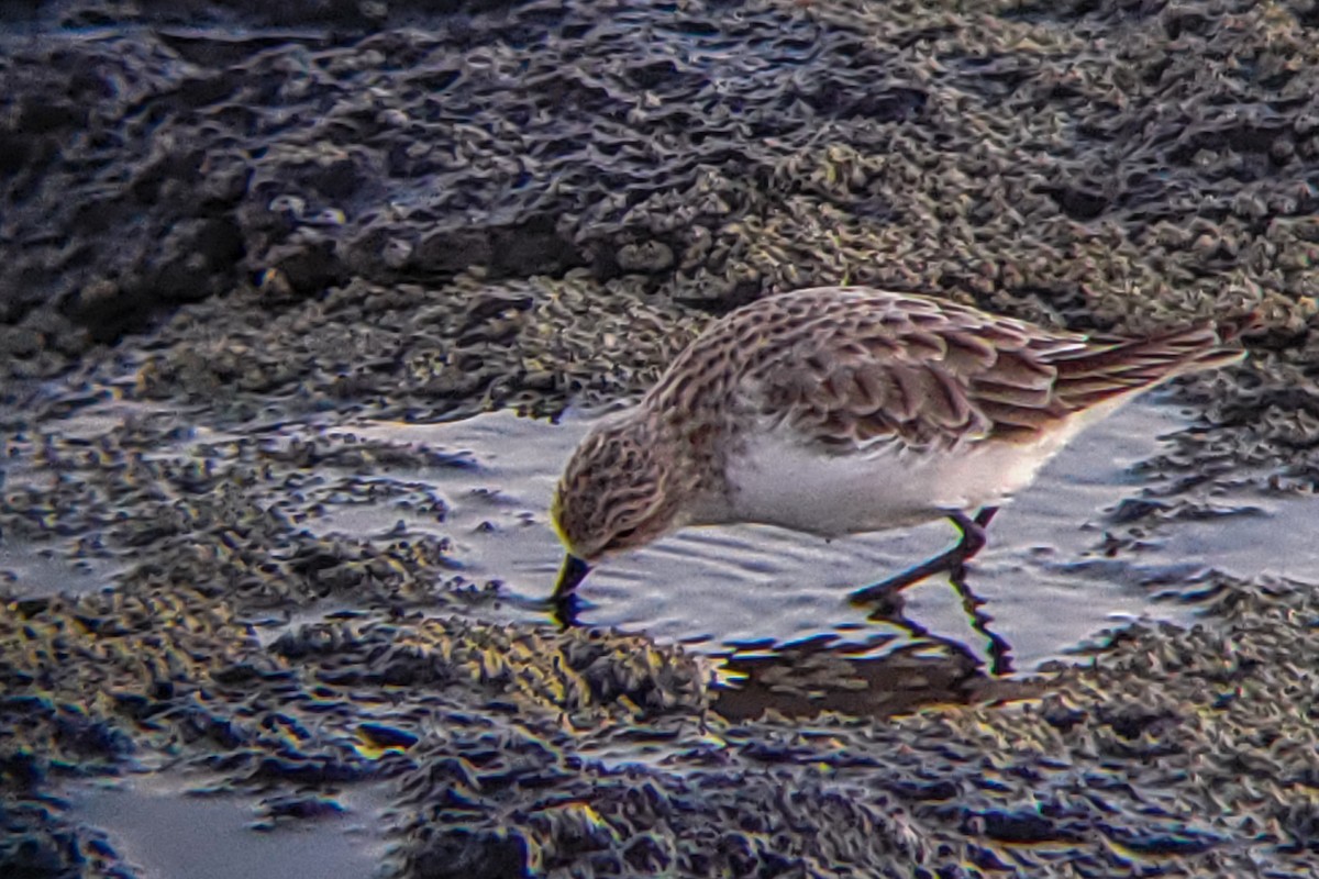Little Stint - ML647205388