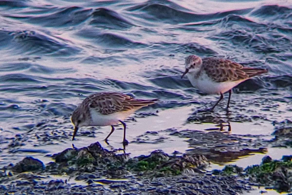 Little Stint - ML647205389