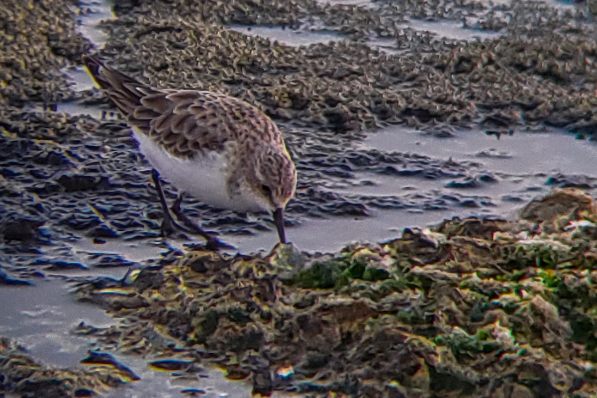 Little Stint - ML647205390