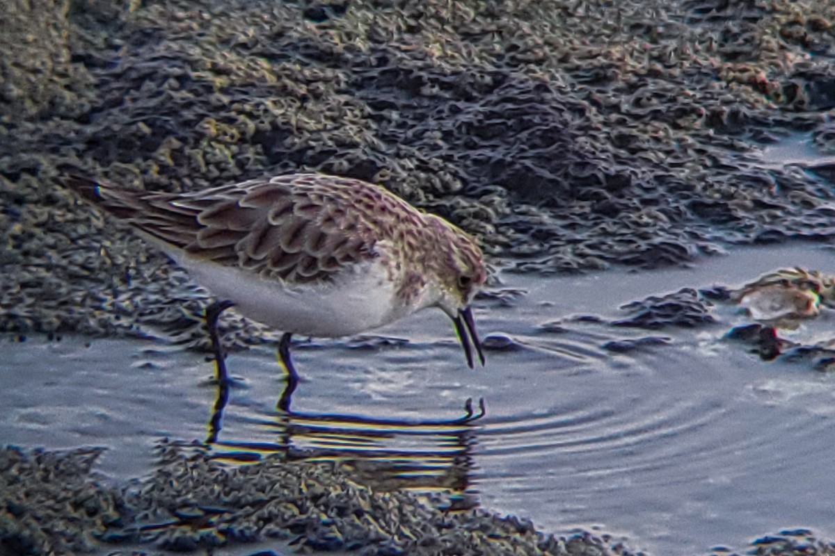 Little Stint - ML647205392