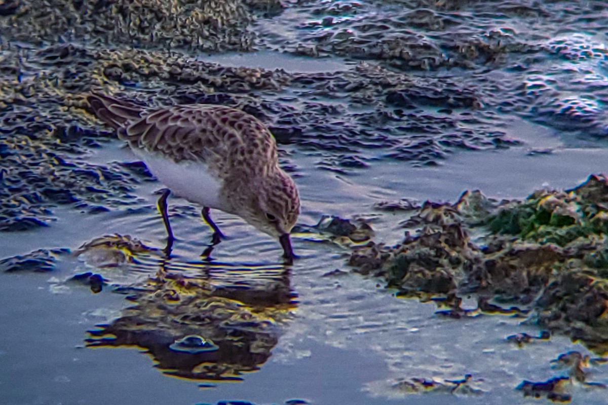 Little Stint - ML647205393