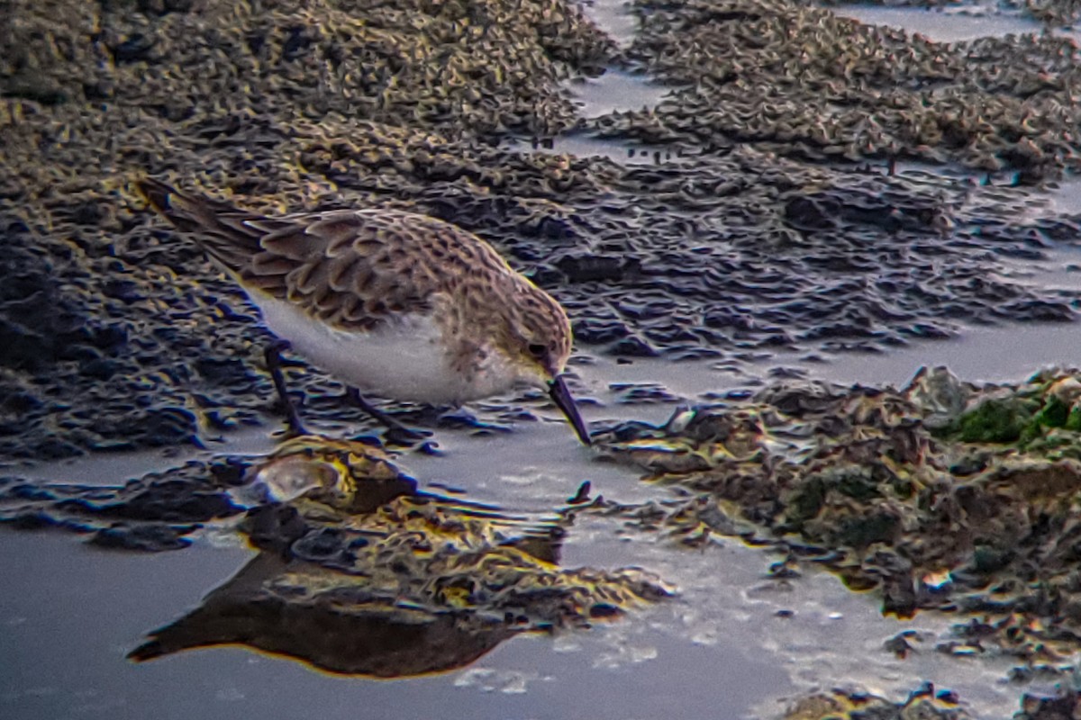 Little Stint - ML647205394