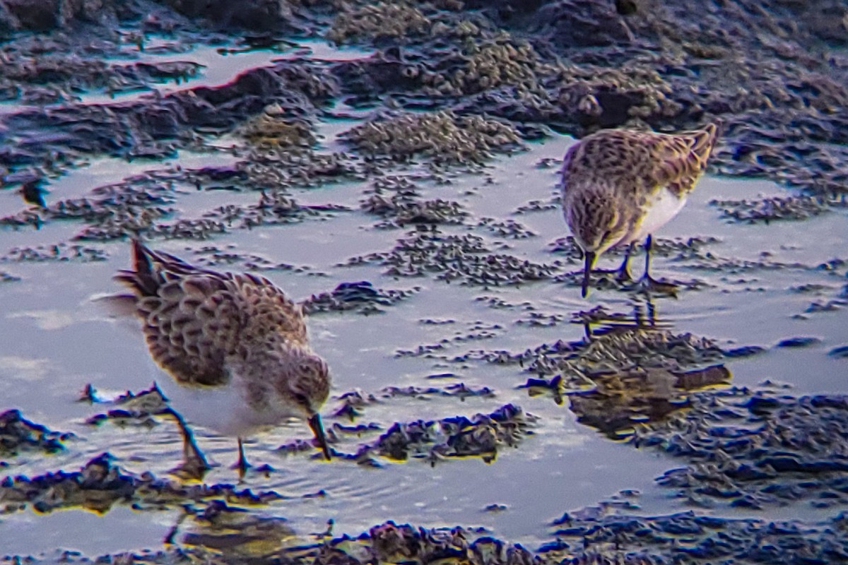 Little Stint - ML647205395