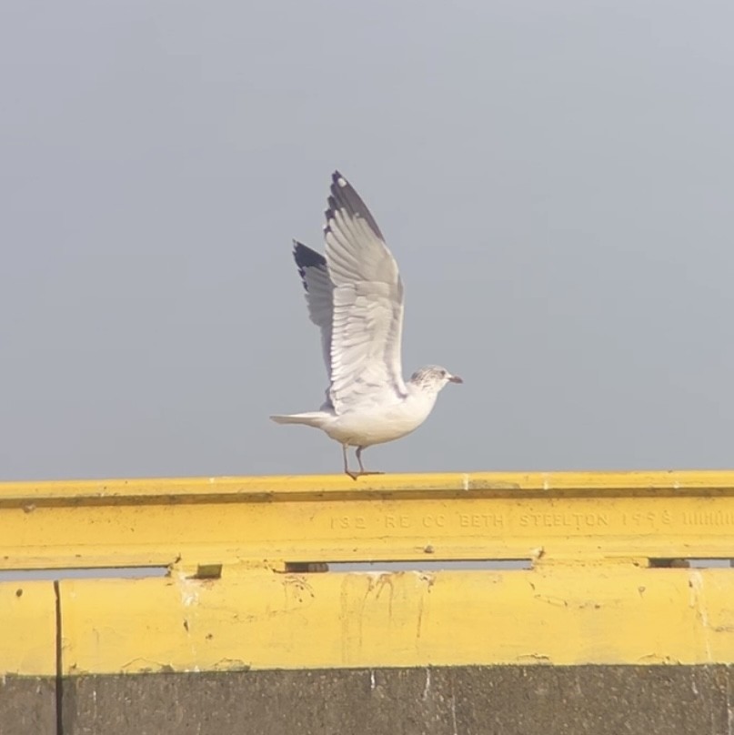 שחף בלתי-מזוהה - ML647205408