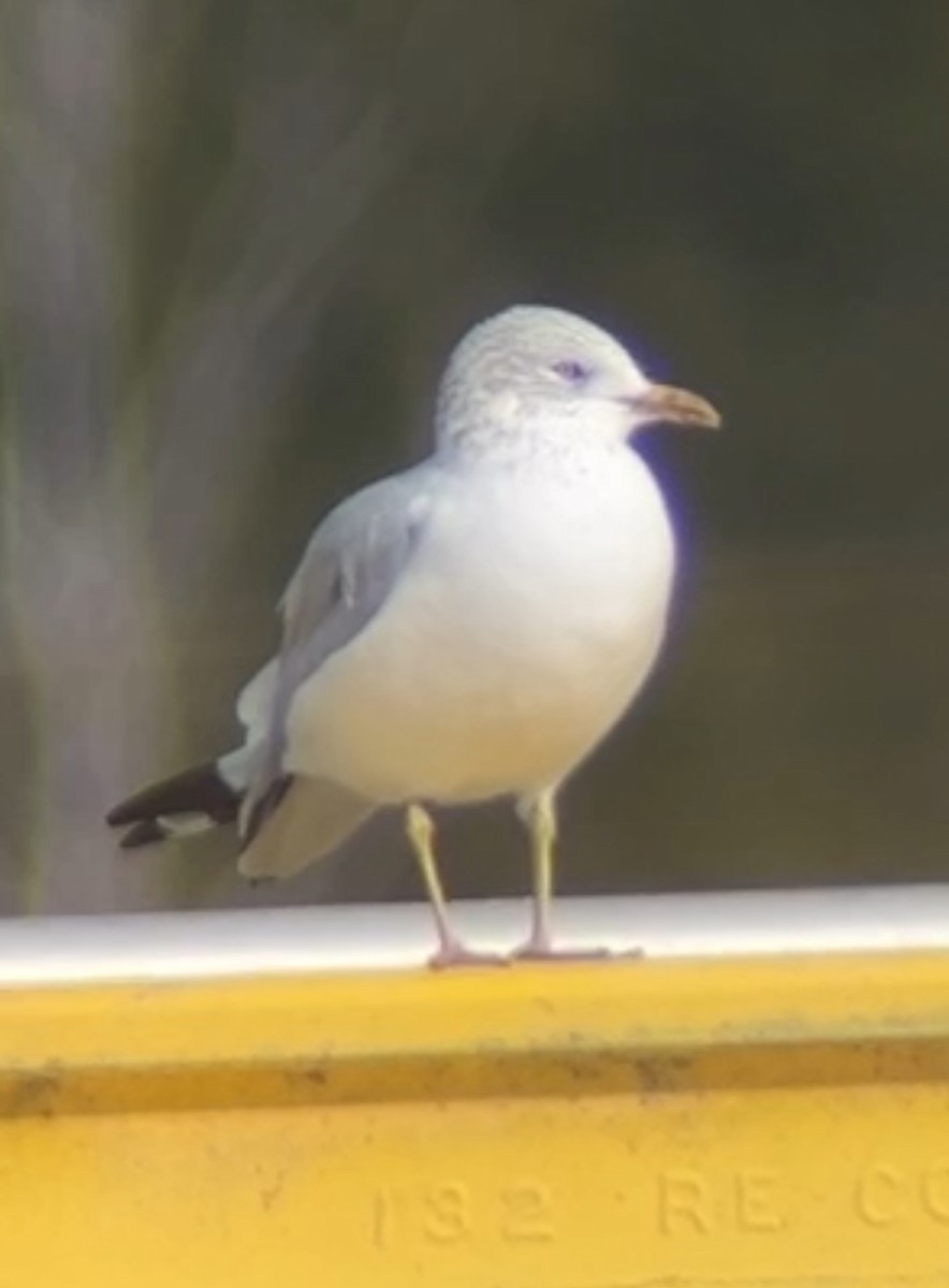 שחף בלתי-מזוהה - ML647205409