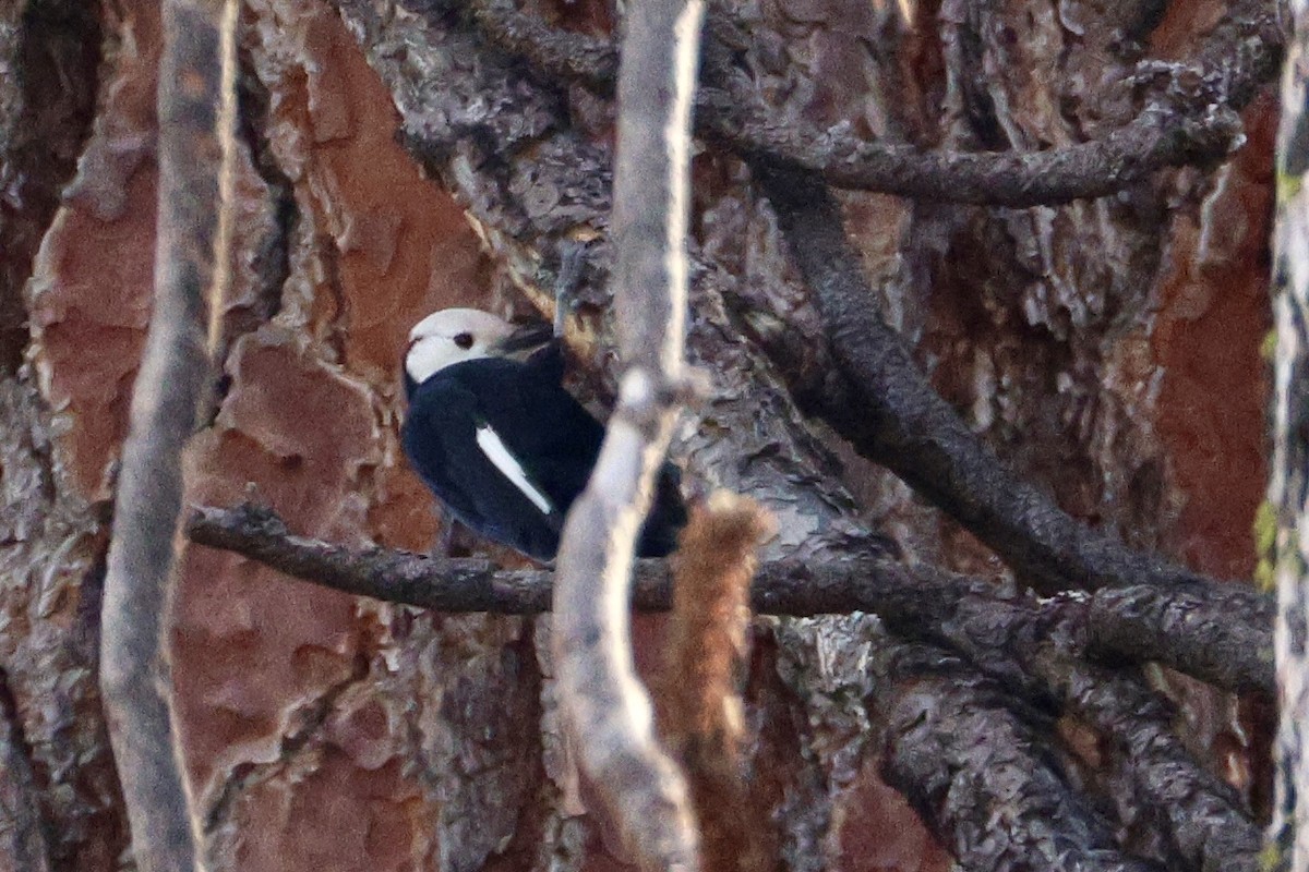 Pico Cabeciblanco - ML647205411