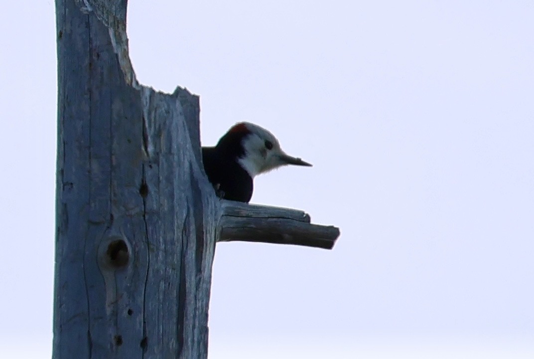 Pico Cabeciblanco - ML647205412