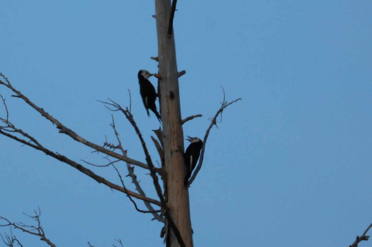 Pico Cabeciblanco - ML647205413