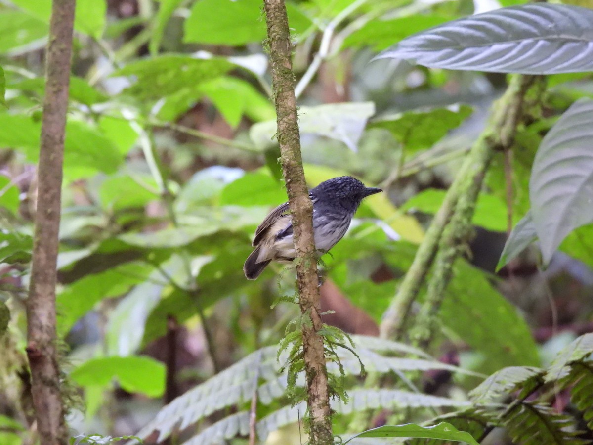 Streak-crowned Antvireo - ML647205443