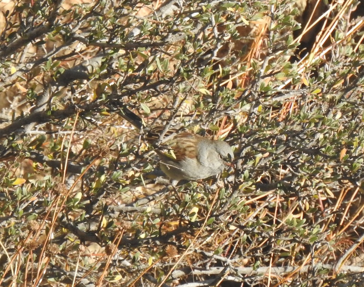 Black-chinned Sparrow - ML647205448