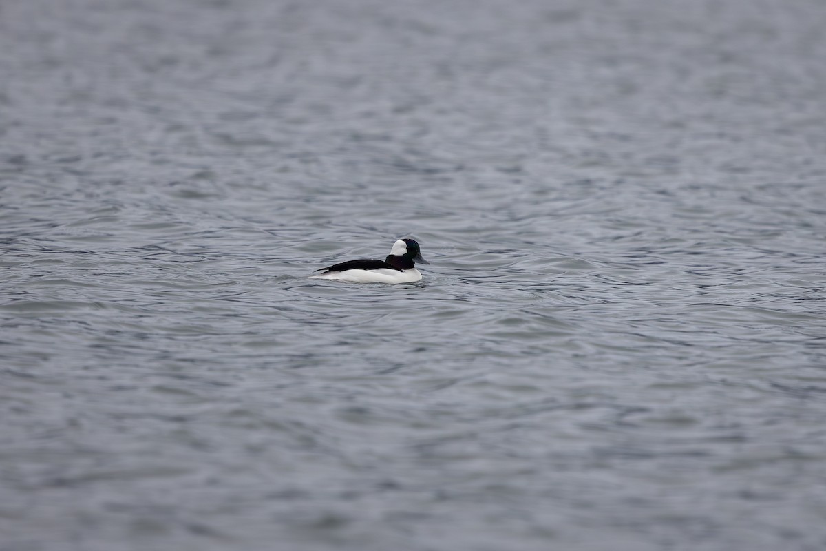 Ak Yanaklı Ördek - ML647205457