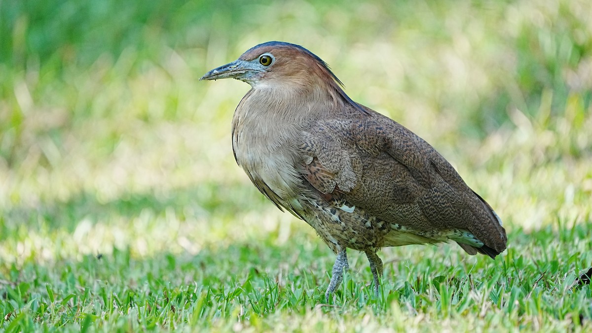 Malayan Night Heron - ML647205458