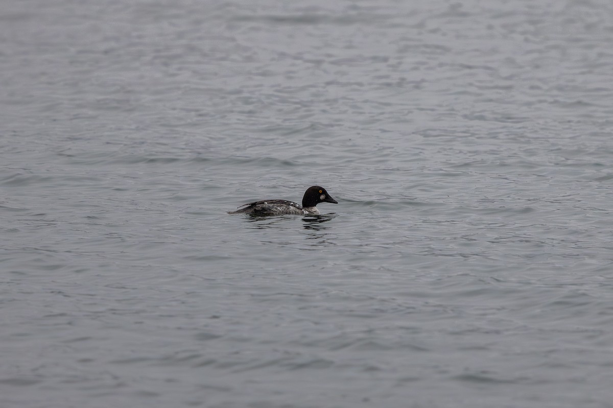 Altıngöz - ML647205459