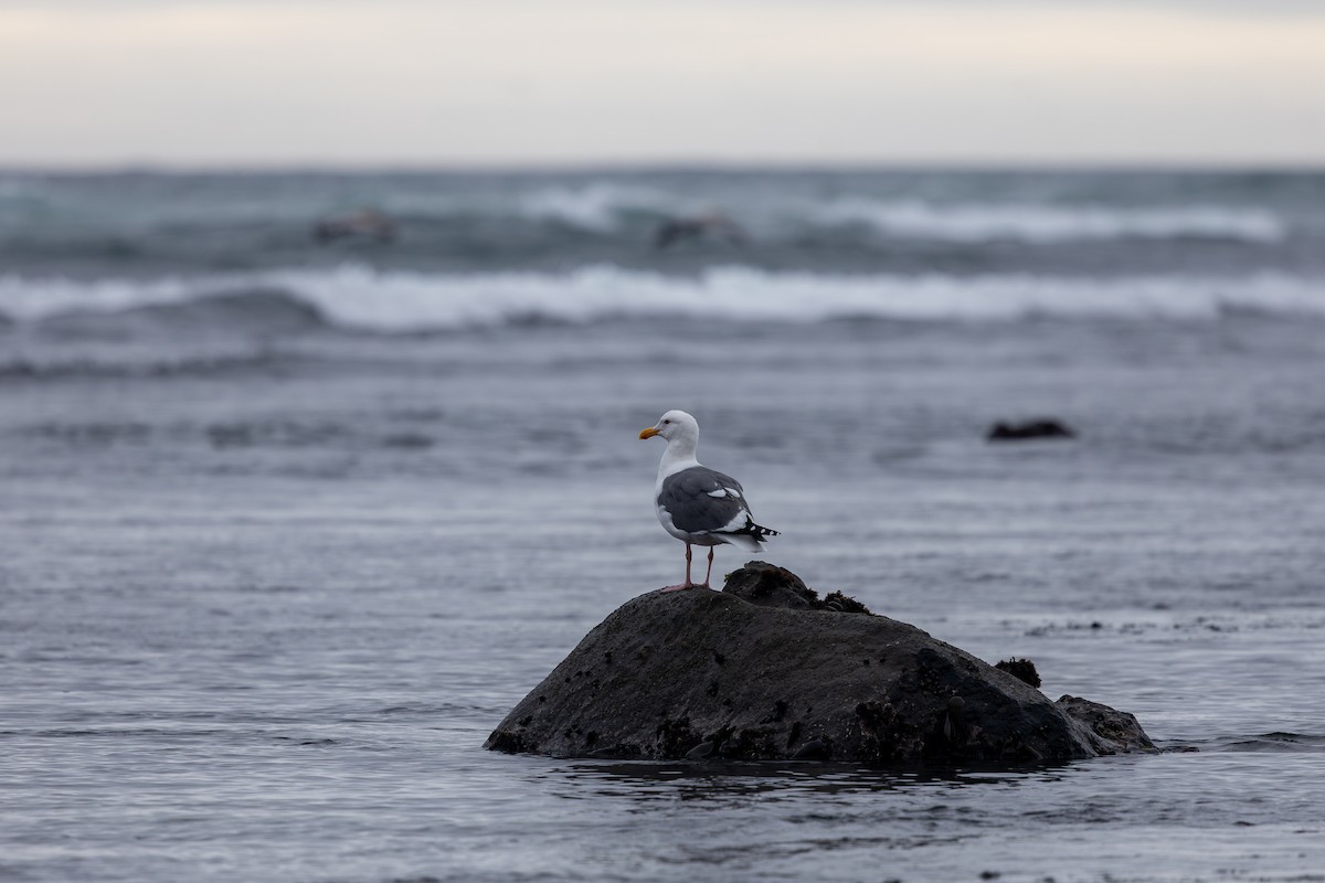 Batı Amerika Martısı - ML647205463