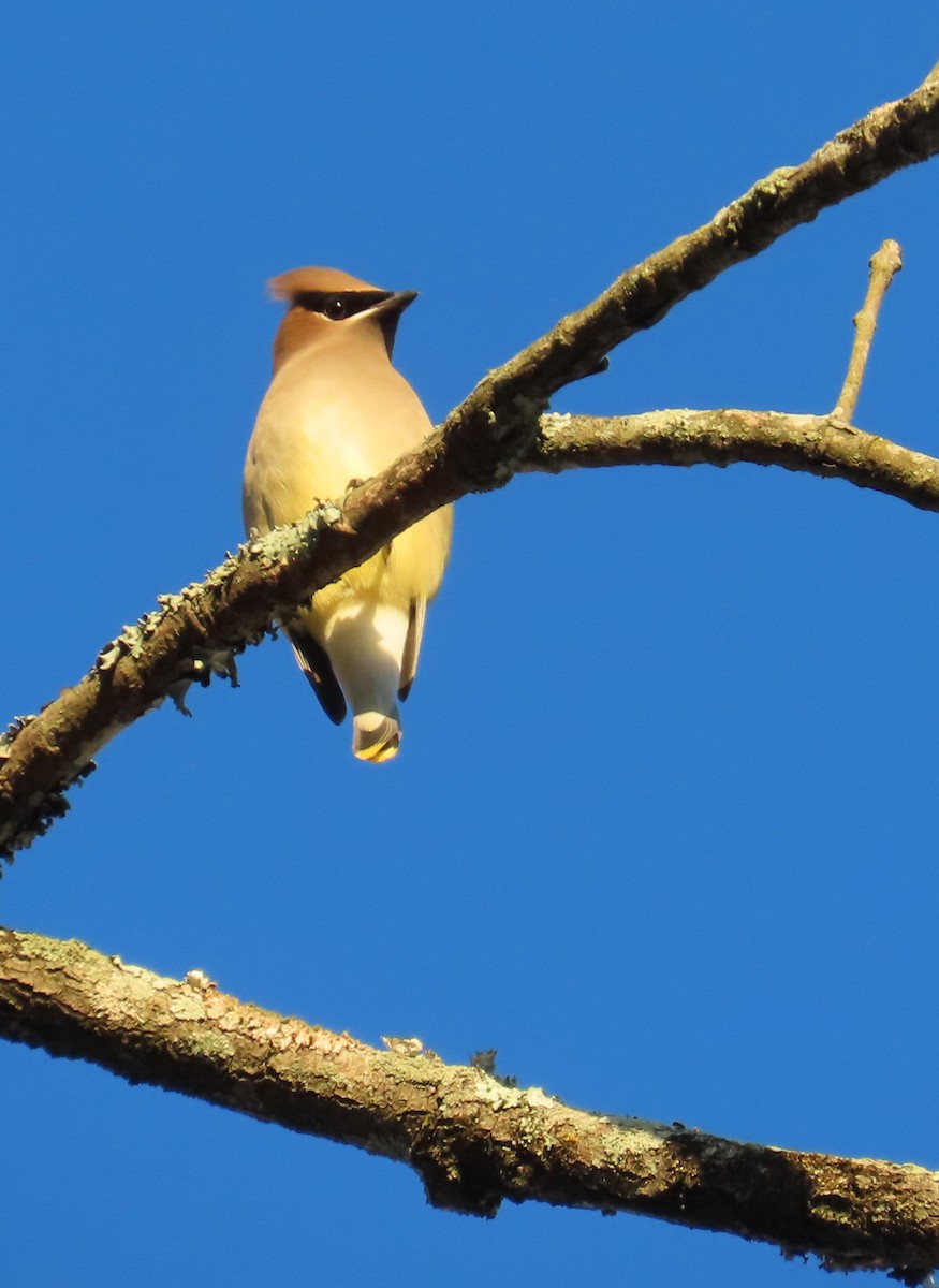Cedar Waxwing - ML647205467