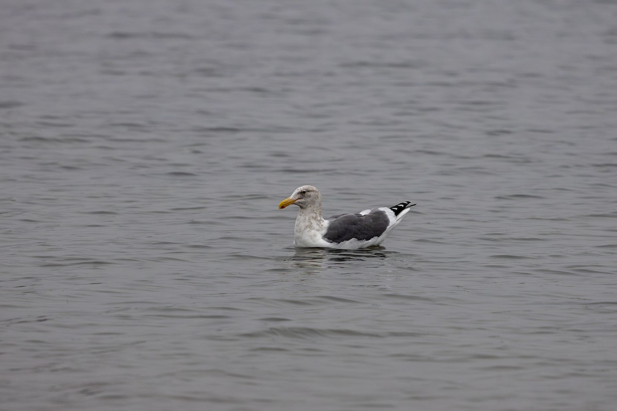 Buz Rengi Martı - ML647205472