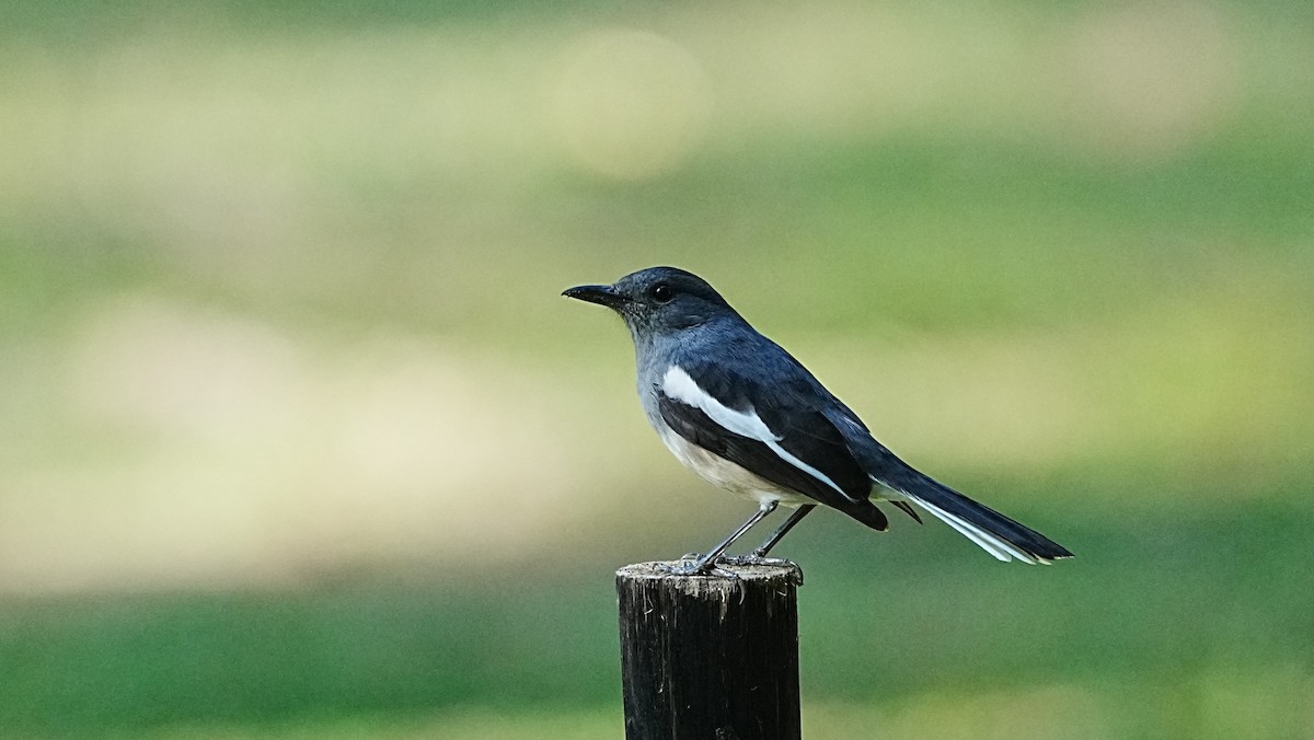 Oriental Magpie-Robin - ML647205475