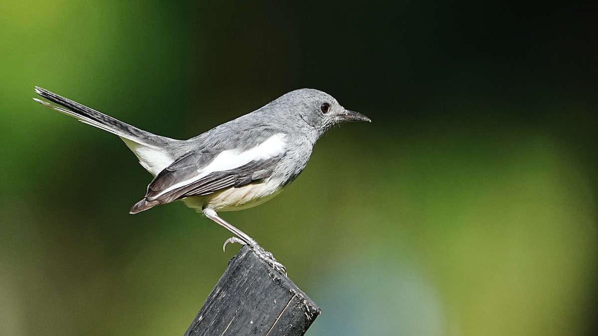 Oriental Magpie-Robin - ML647205476