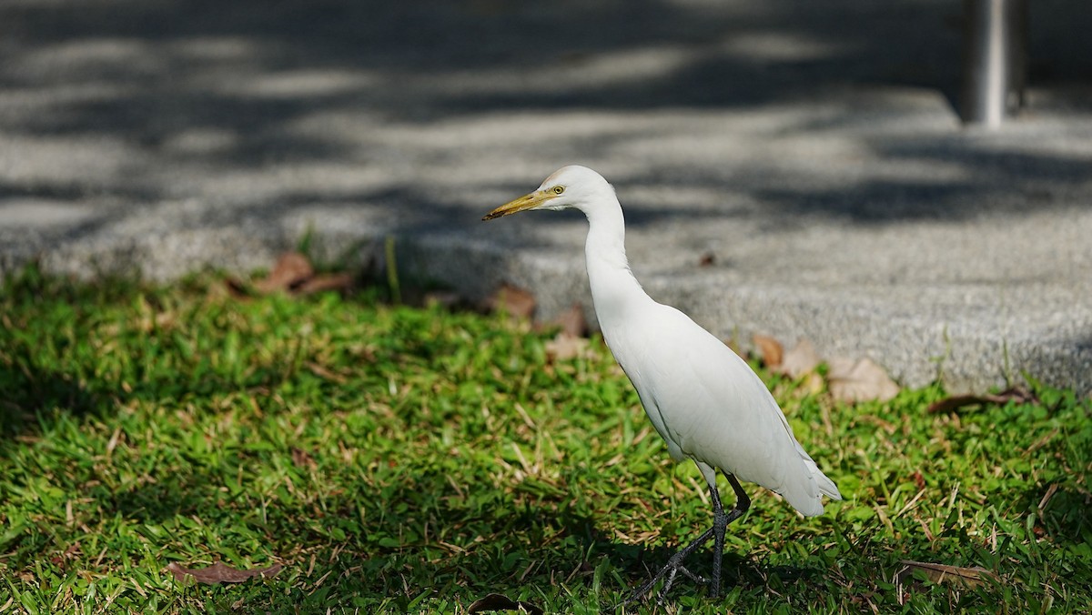 Eastern Cattle-Egret - ML647205481
