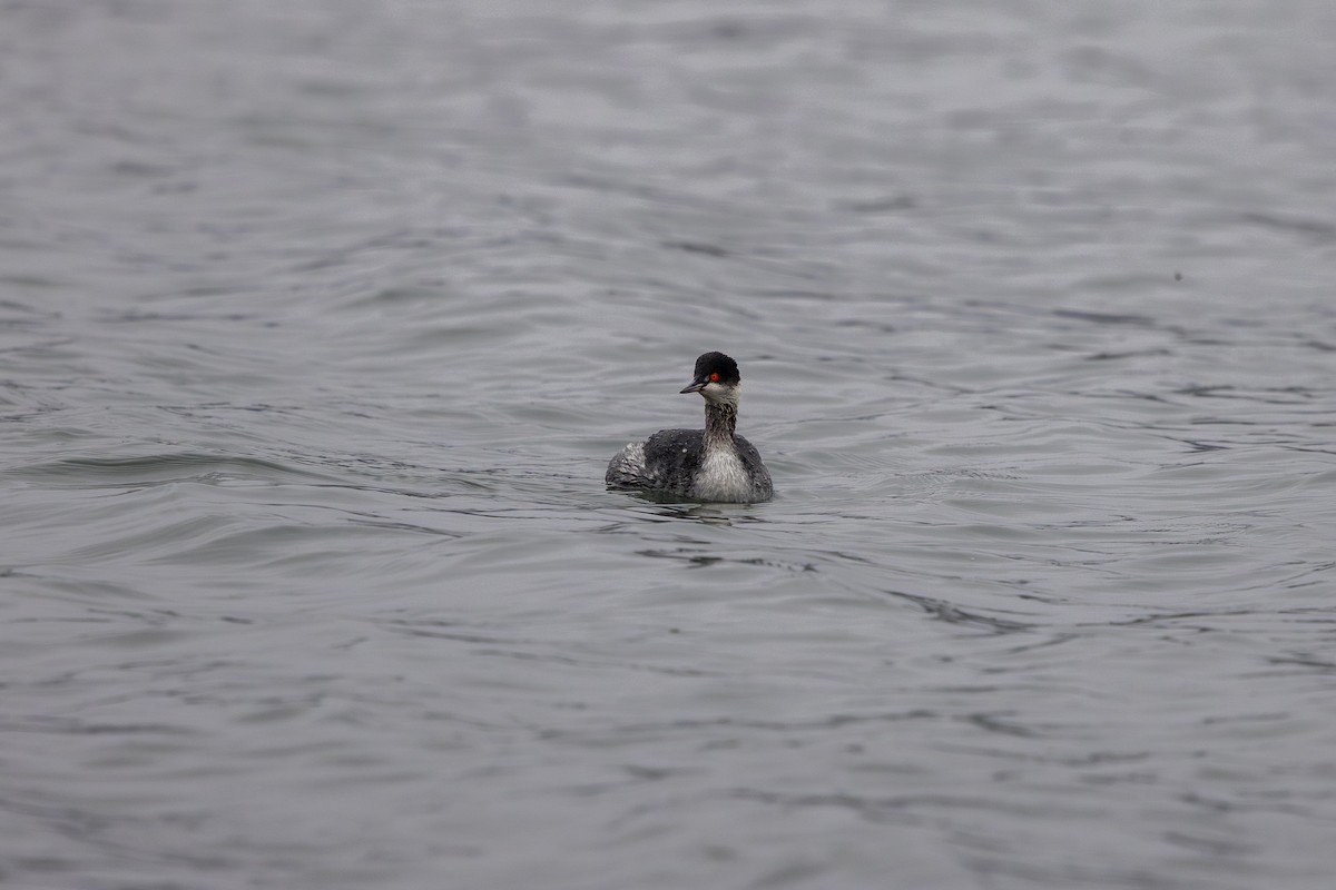 Kara Boyunlu Batağan - ML647205482