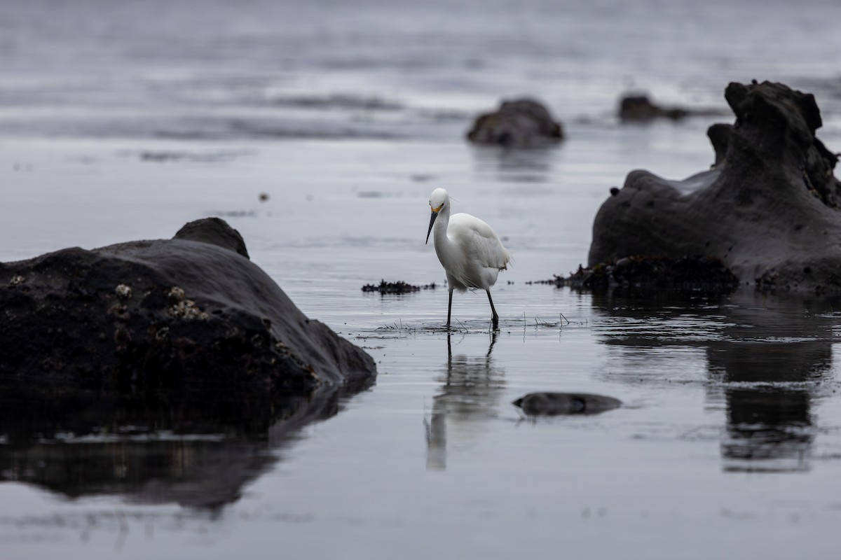 Karbeyaz Balıkçıl - ML647205484