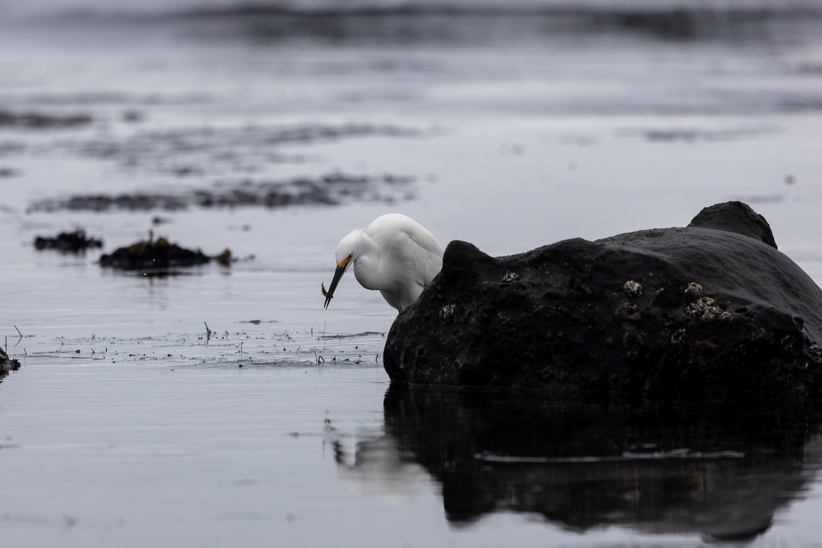 Karbeyaz Balıkçıl - ML647205485