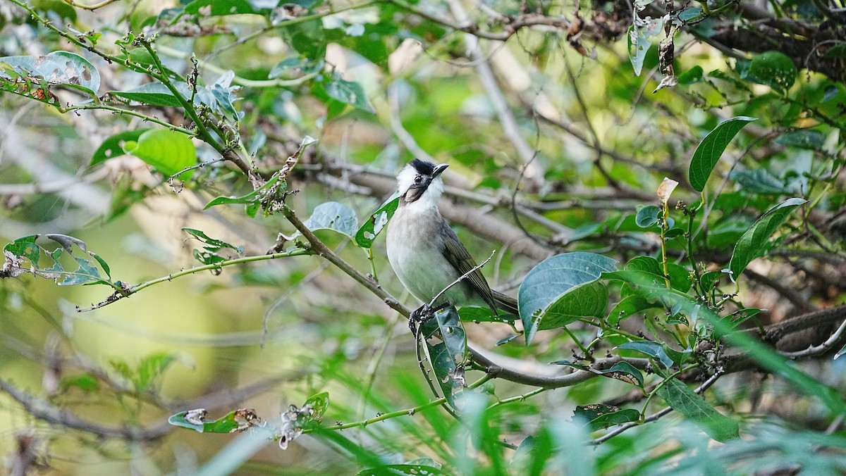 Нангиад бөлбөл - ML647205487