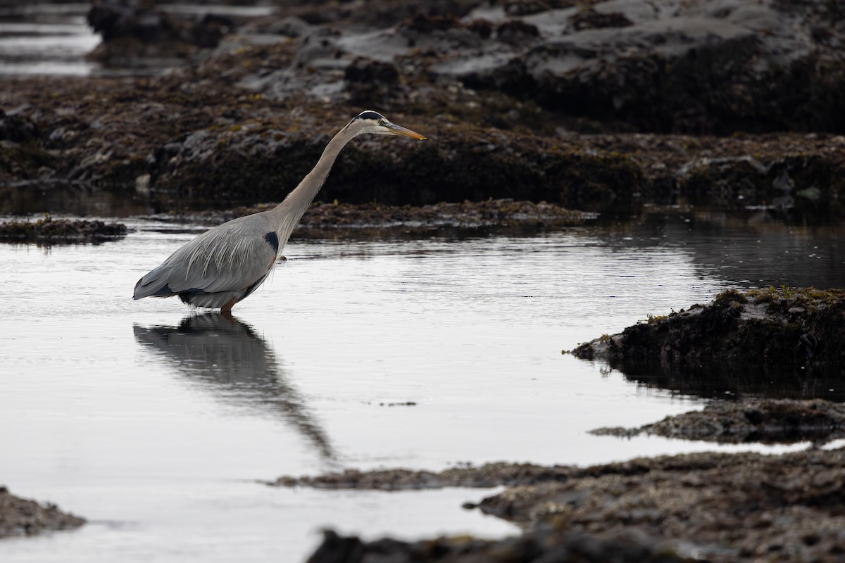 Amerika Gri Balıkçılı - ML647205497