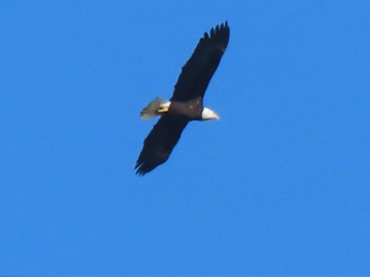 Bald Eagle - ML647205499