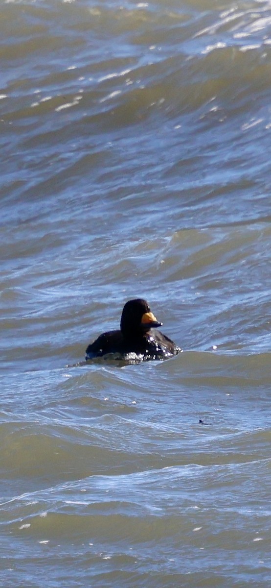 Black Scoter - ML647205501