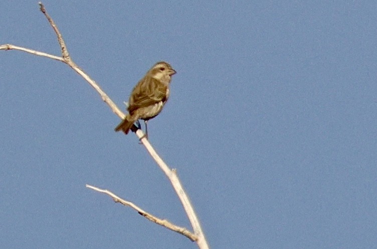 ムラサキマシコ - ML647205504