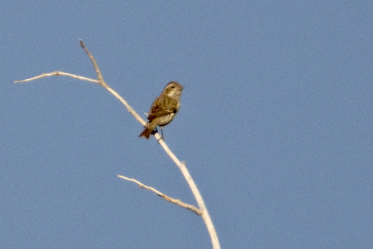 ムラサキマシコ - ML647205505