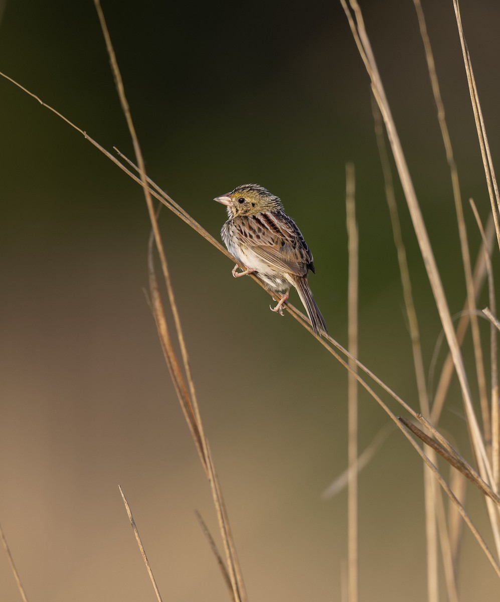 Henslow's Sparrow - ML647205543