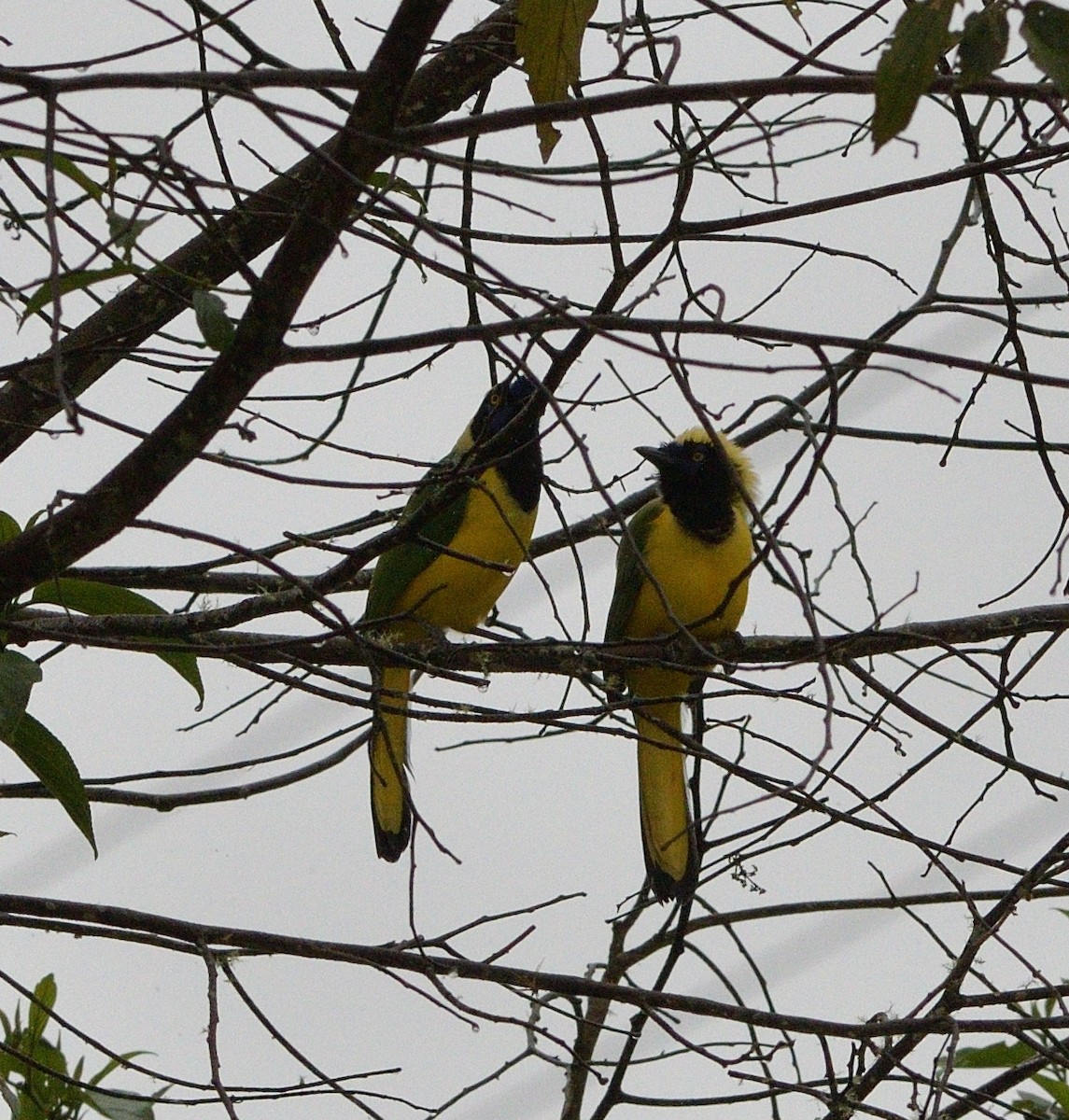 Geai vert - ML647205551