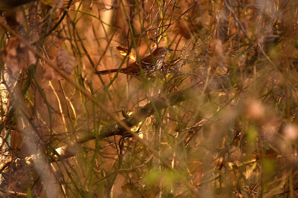 Cuitlacoche Rojizo - ML647205567