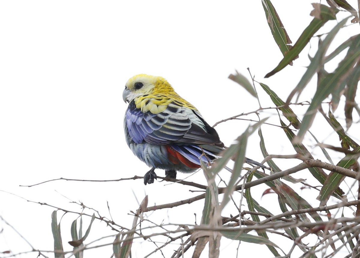 rosela žlutohlavá - ML647205569