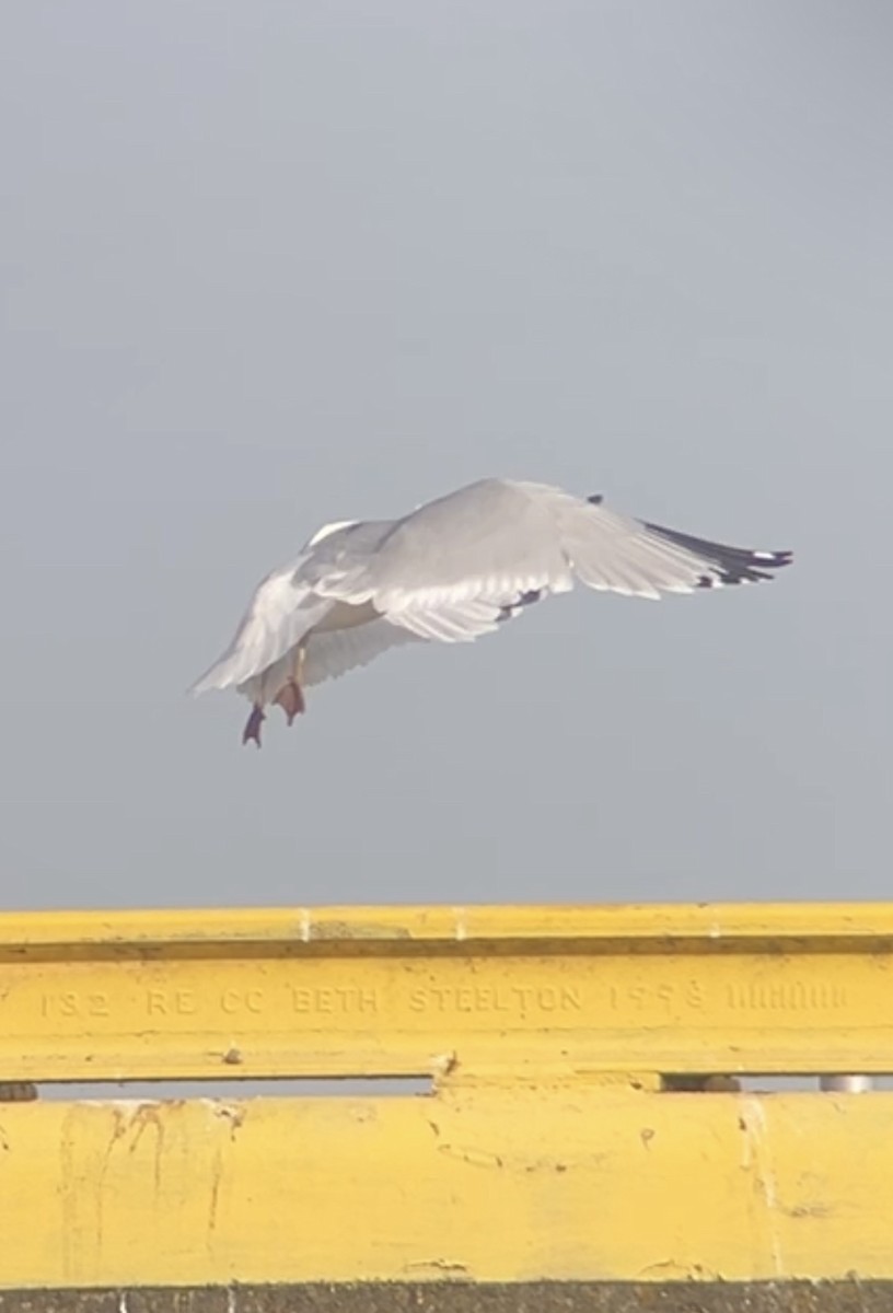 שחף בלתי-מזוהה - ML647205580