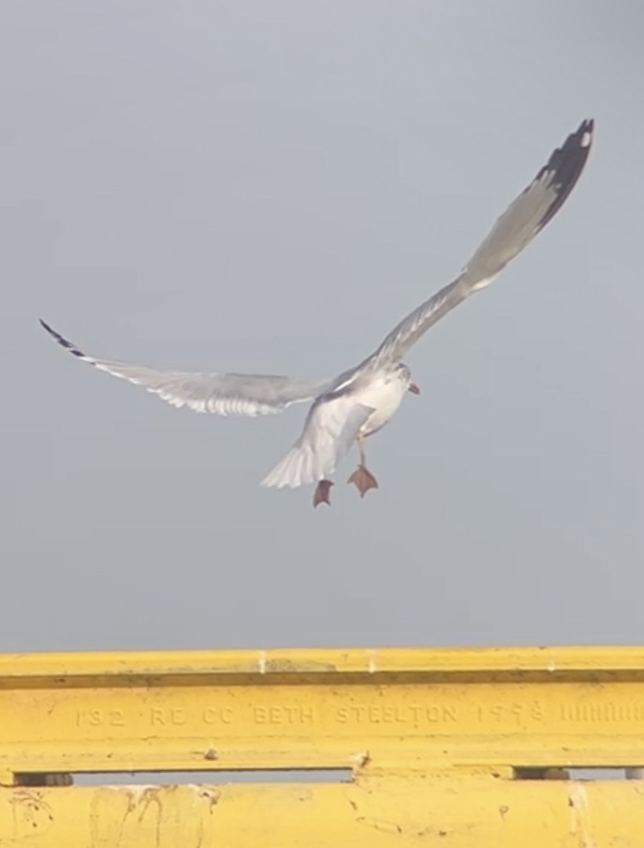 שחף בלתי-מזוהה - ML647205581