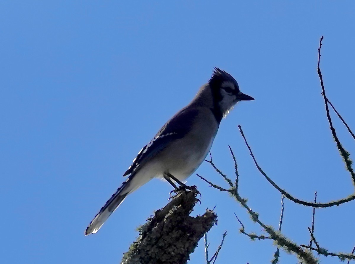 Blue Jay - ML647205584