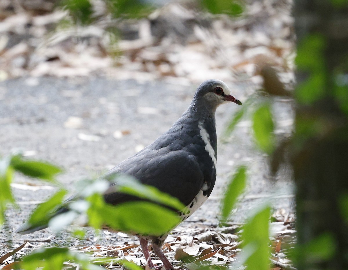 Wonga Pigeon - ML647205585