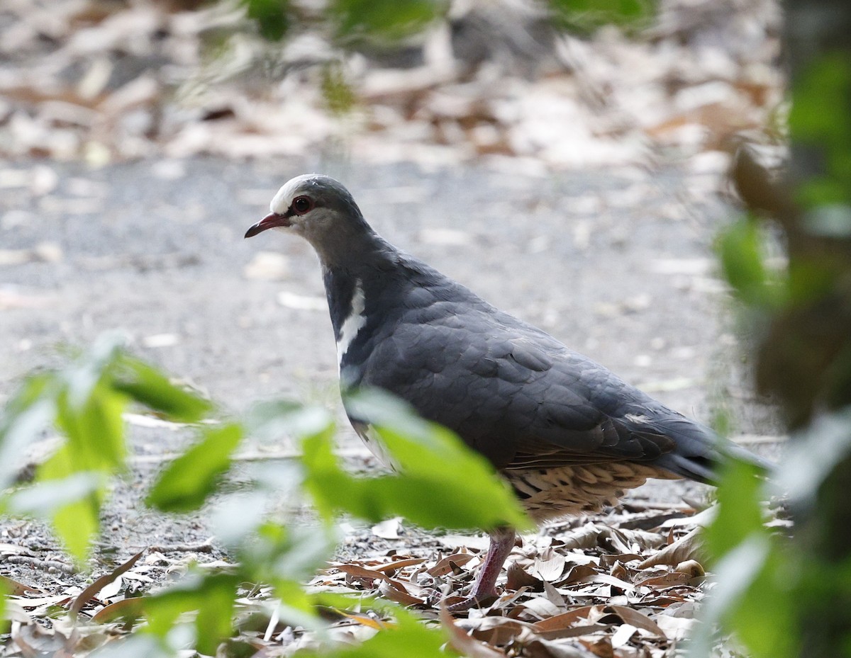 Wonga Pigeon - ML647205586