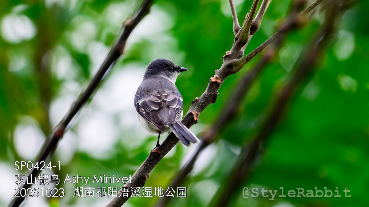 Ashy Minivet - ML647205600
