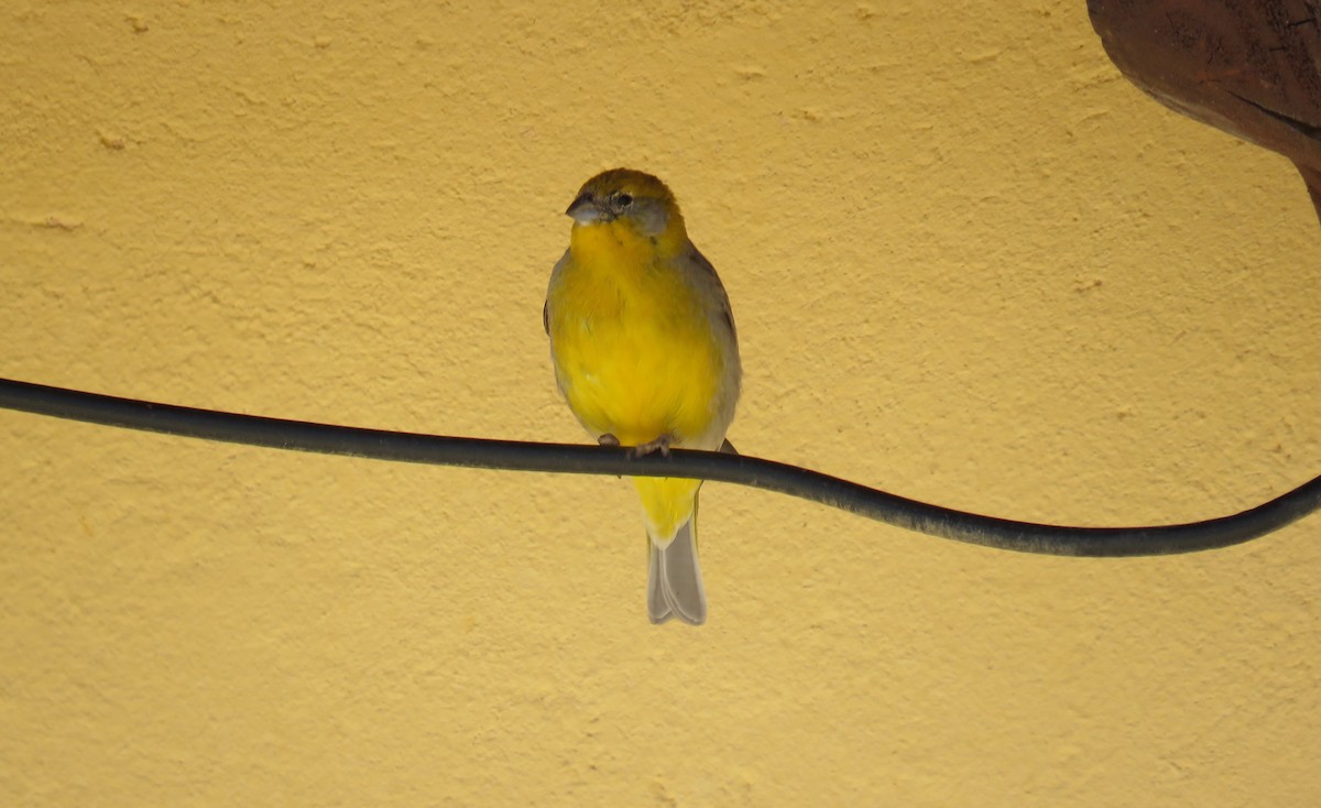 キゴシキンノジコ - ML647205603