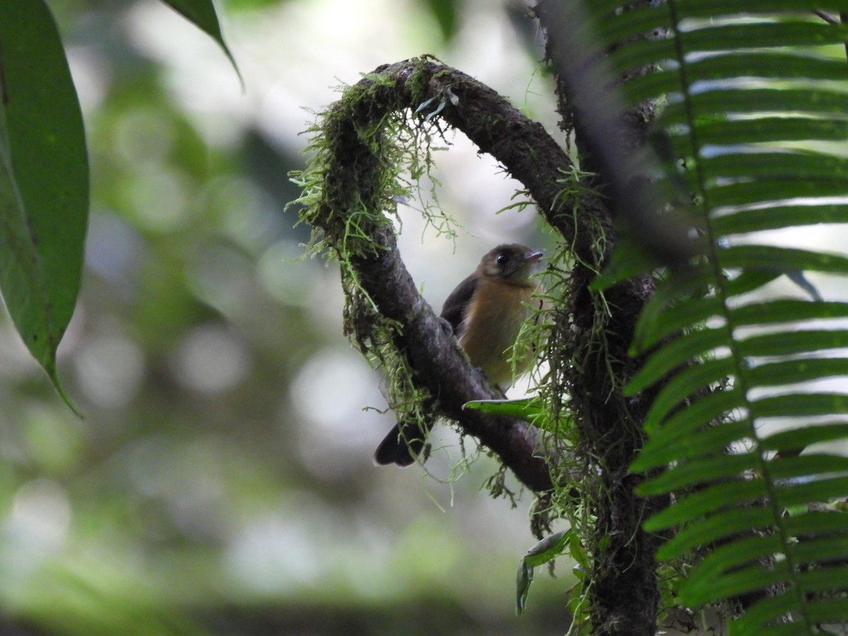 Sulphur-rumped Flycatcher - ML647205604