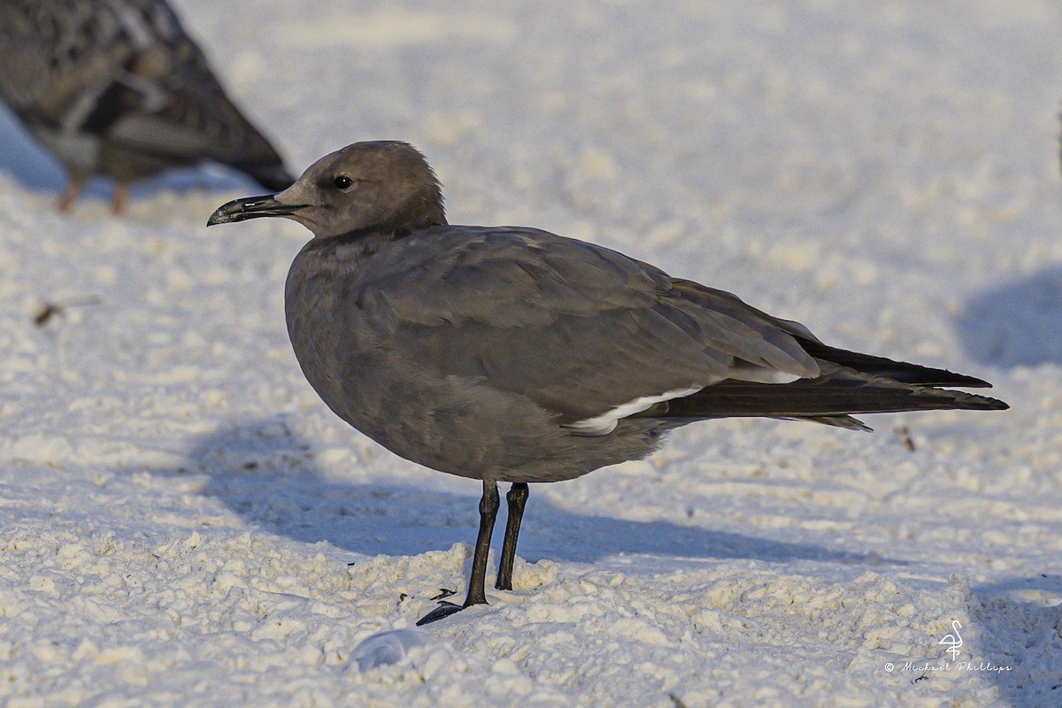 Мартин сірий - ML647205605