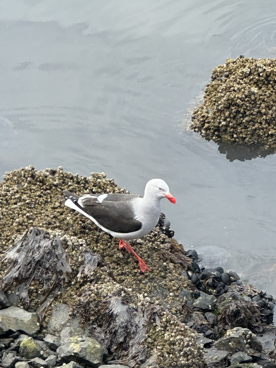 Dolphin Gull - ML647205611