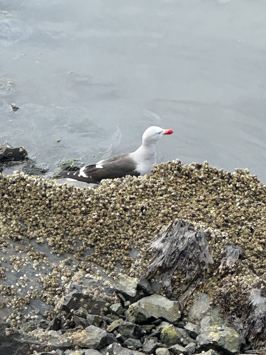 Dolphin Gull - ML647205612