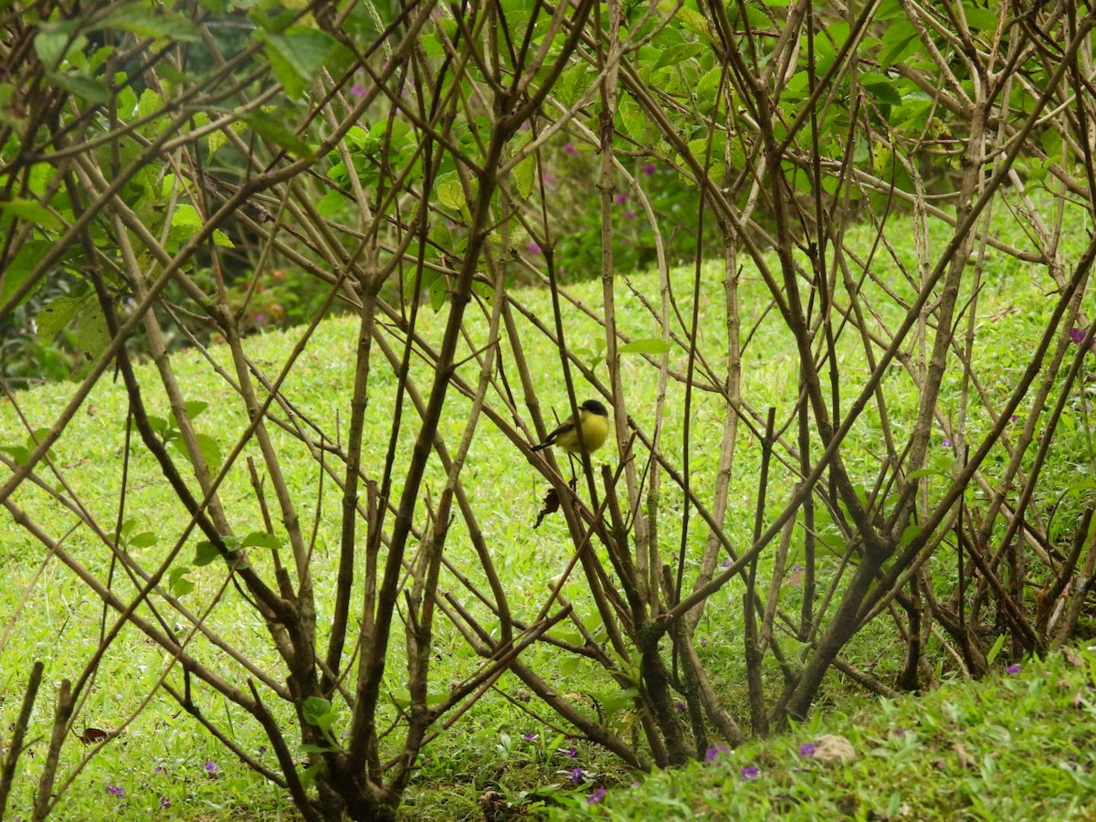 Common Tody-Flycatcher - ML647205614