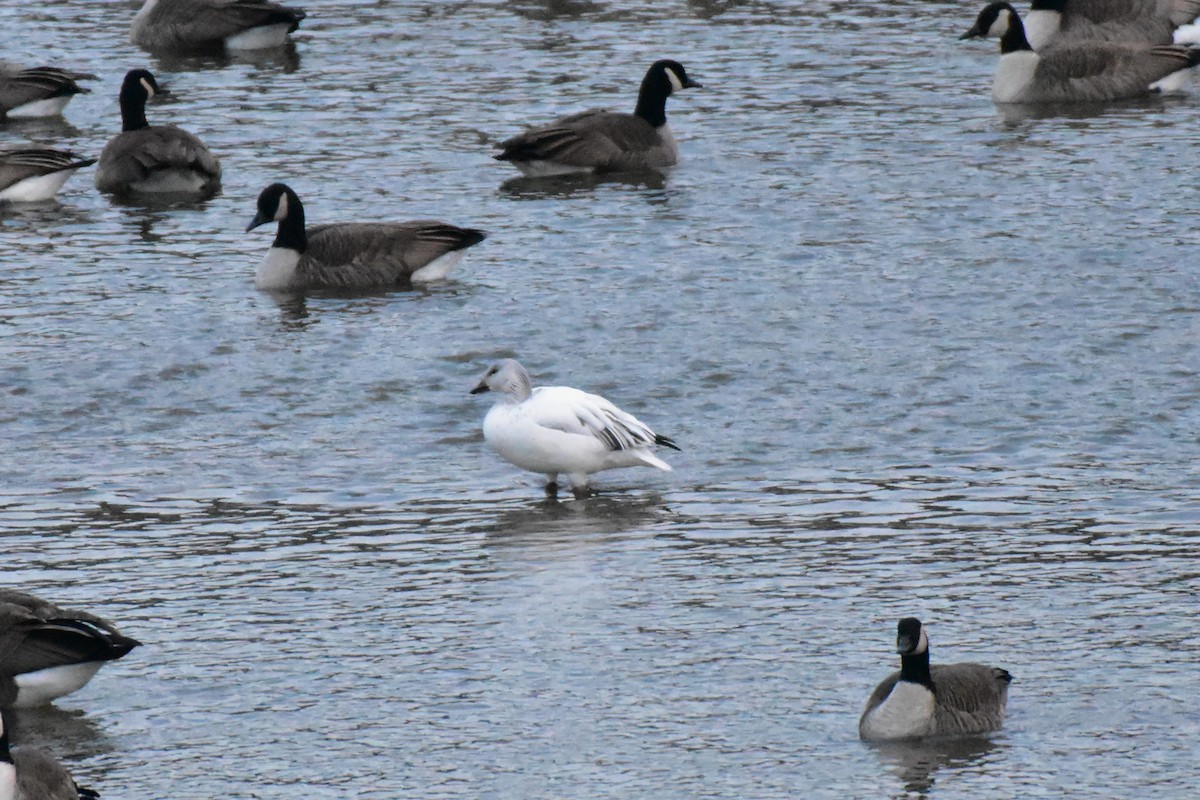 Snow Goose - ML647205631